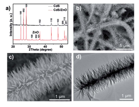 圖1：（a）CdS納米帶與CdS/ZnO樹枝狀異質(zhì)結(jié)的XRD峰對比。（b）低倍數(shù)SEM下觀測到的CdS/ZnO樹枝狀異質(zhì)結(jié)。（c）（d）分別對應(yīng)SEM和TEM下觀測到的CdS/ZnO樹枝狀異質(zhì)結(jié)。